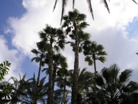 Elche Alicante Image